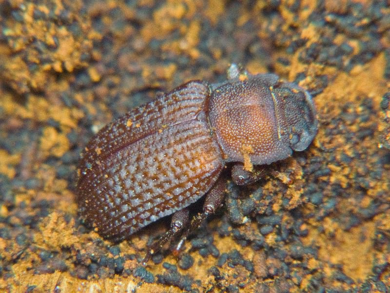 Bolitophagus reticulatus (Linnaeus, 1767)